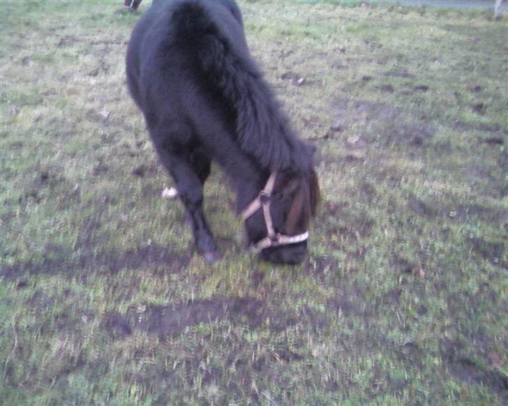 Shetlænder | *<3stella<3*| *solgt* - hvordan ser jeg ud fra den her vinkel??? eller måske... billede 6