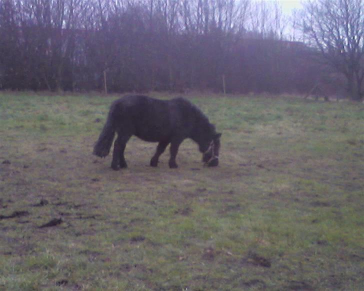 Shetlænder | *<3stella<3*| *solgt* - jeg er ikke klar til billeder endu! :S billede 7