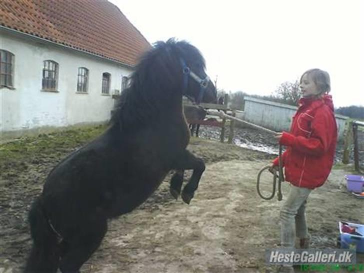 Shetlænder | *<3stella<3*| *solgt* - nøj, salina hvor er du lille! -stella stejler på komando! :D- billede 8