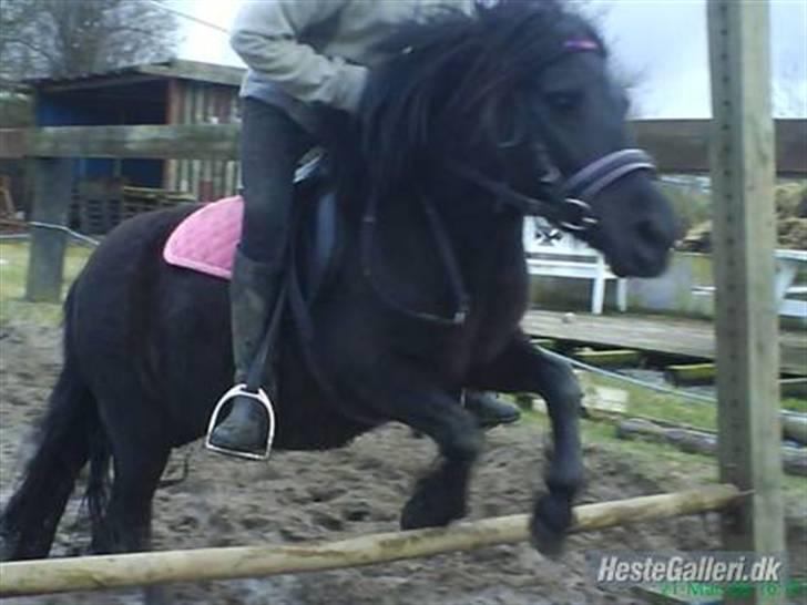 Shetlænder | *<3stella<3*| *solgt* - hah! når hestene på gården ser det her billed, vil de ikke sige at en lille hest ikk kan springe højt! XD billede 9