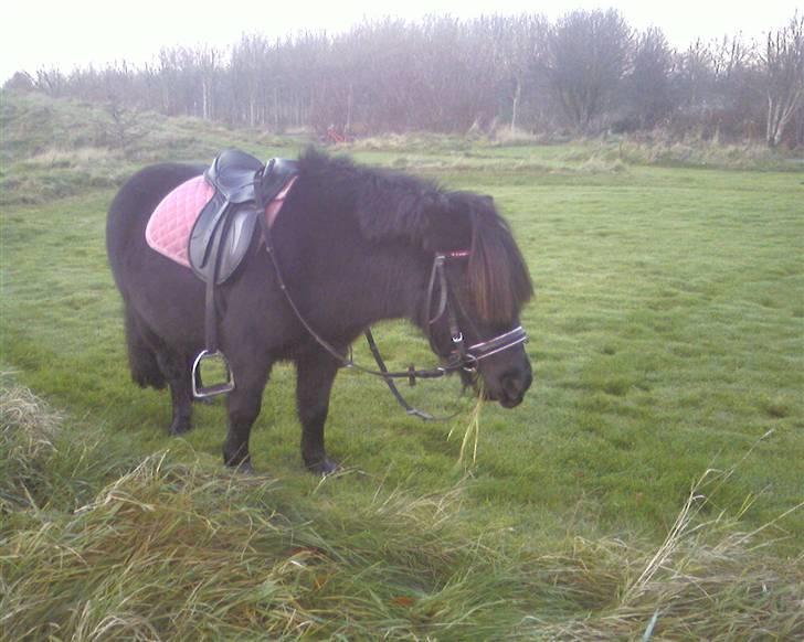 Shetlænder | *<3stella<3*| *solgt* - ahhh.... en lang ridetur men endelig en lille pause! :) billede 10