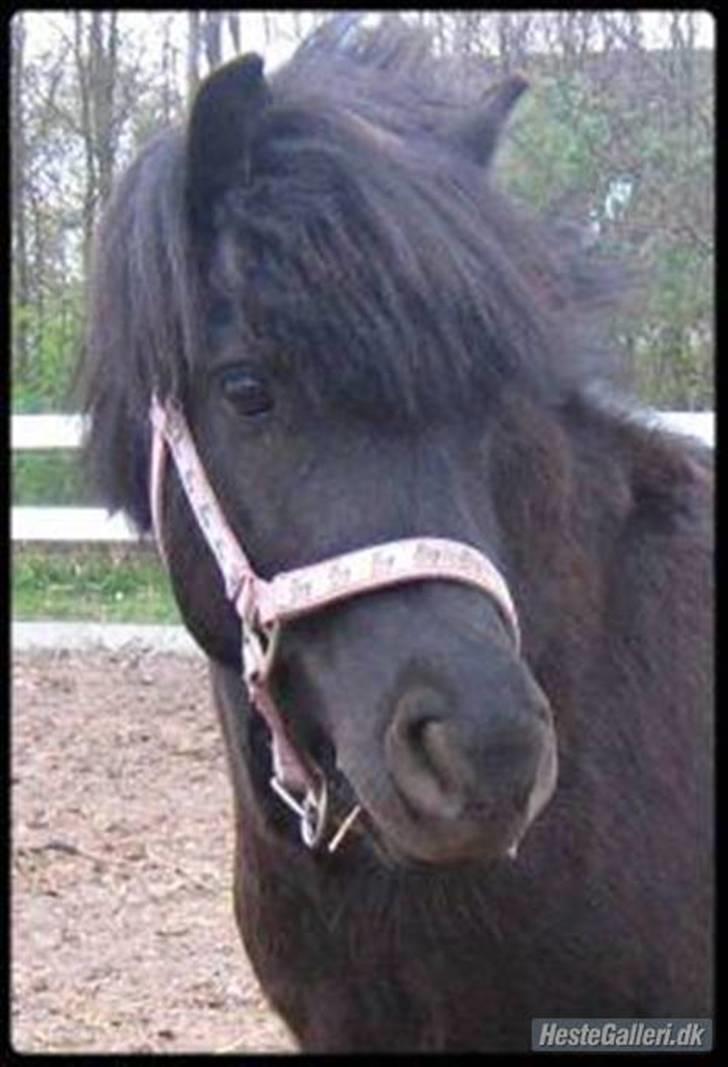 Shetlænder | *<3stella<3*| *solgt* - wiii!!! jeg er en stjerne :) billede 11