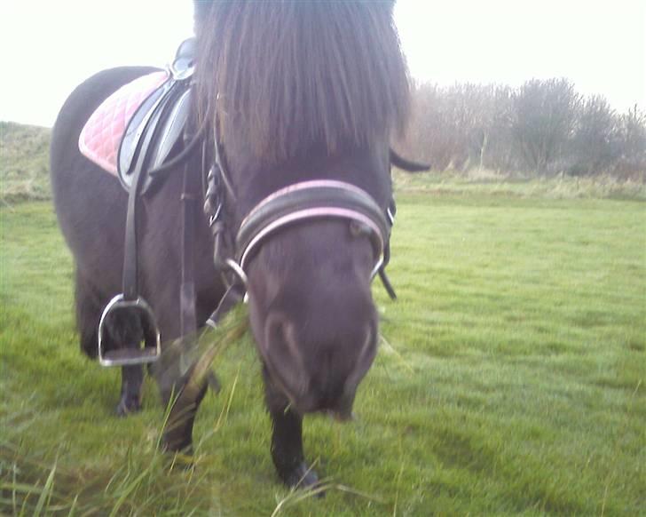 Shetlænder | *<3stella<3*| *solgt* - hej smukke! hva med et kys? billede 12