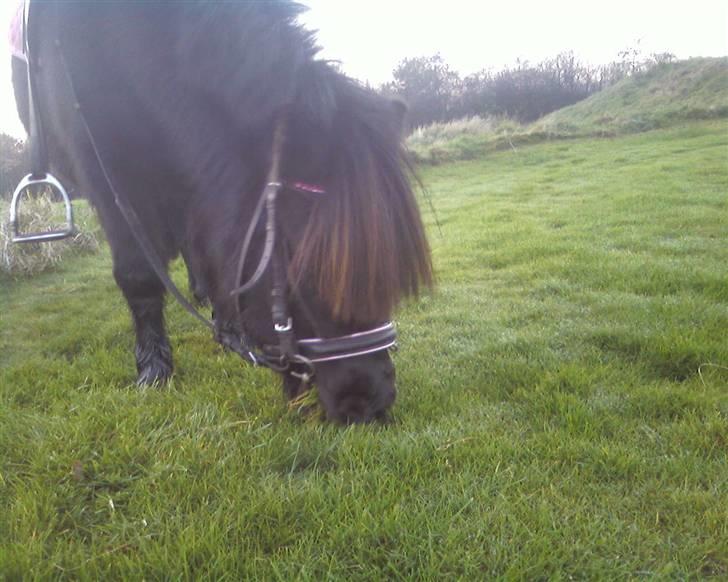 Shetlænder | *<3stella<3*| *solgt* - ingen ting kan erstatte mit dejlige græs! :P billede 13