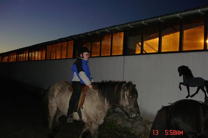 Islænder Disa - Nå, jaja så må jeg vel aligevel! billede 2