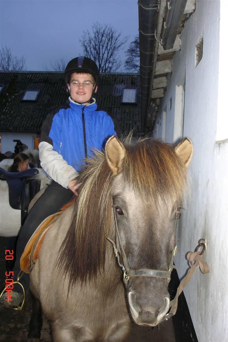 Islænder Disa - Har i nogle gulerødder??? billede 3