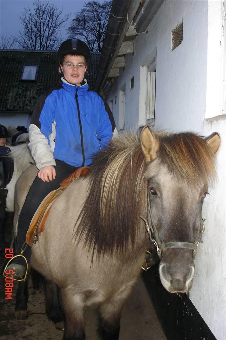 Islænder Disa - Ikke igen! billede 4