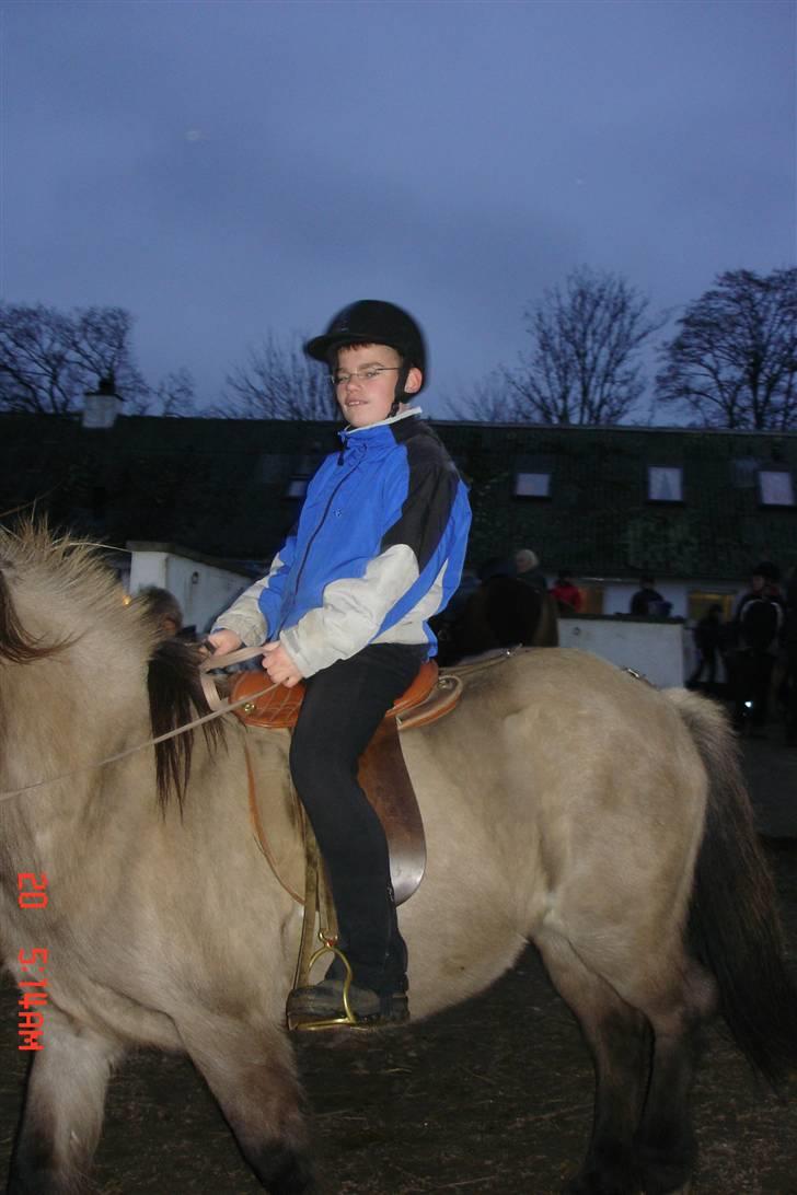 Islænder Disa billede 5