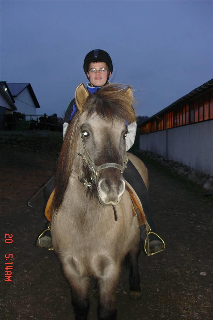 Islænder Disa - Hvad laver i??? billede 7