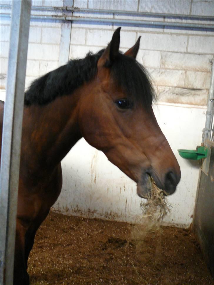 Tysk Sportspony Navatjo- drømmeponyen.† - Min pony! xD billede 4