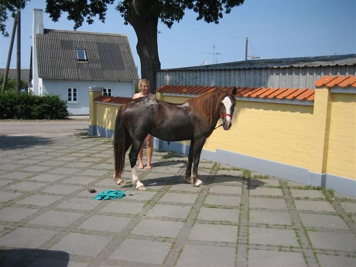 Welsh Pony af Cob-type (sec C) Gribsvads Bino R.I.P - 2 år. Indkørslen efter badetur billede 12