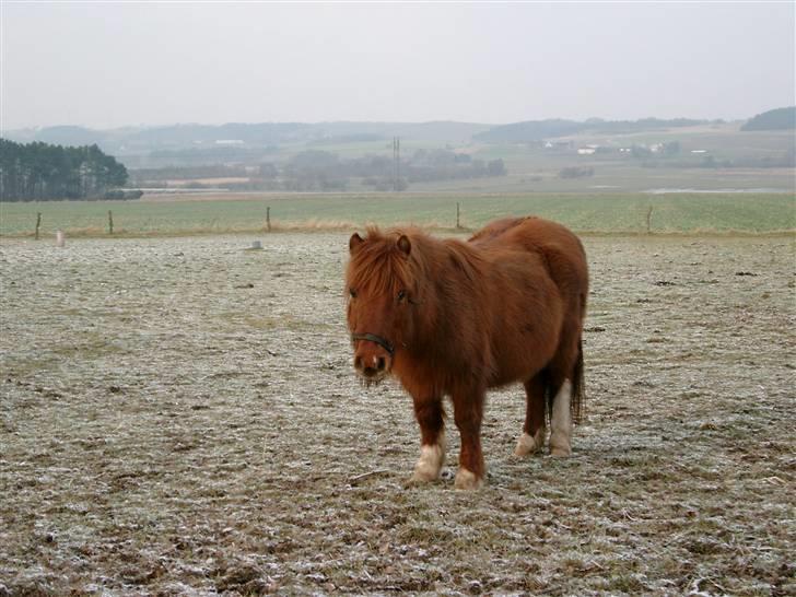 Shetlænder Liselotte *Død* billede 5