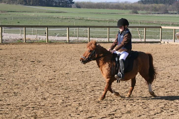 Shetlænder Liselotte *Død* billede 6