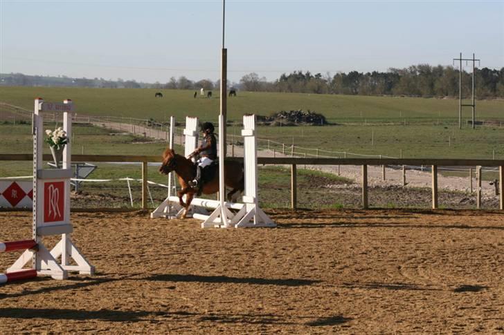 Shetlænder Liselotte *Død* billede 8