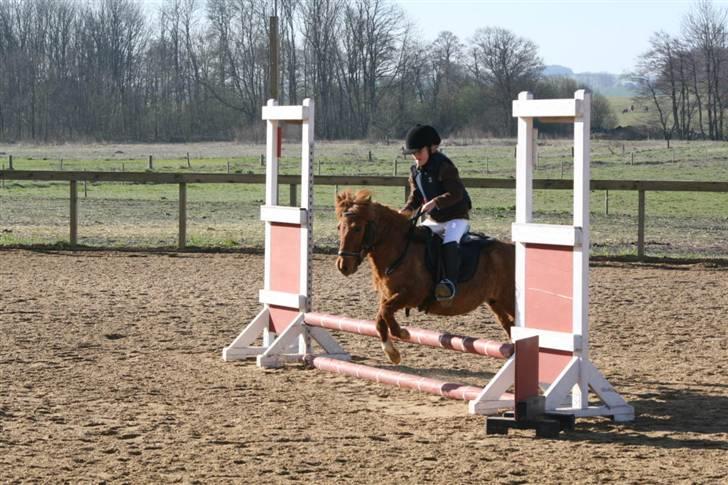 Shetlænder Liselotte *Død* - jeg er til springstævne på lisen billede 9