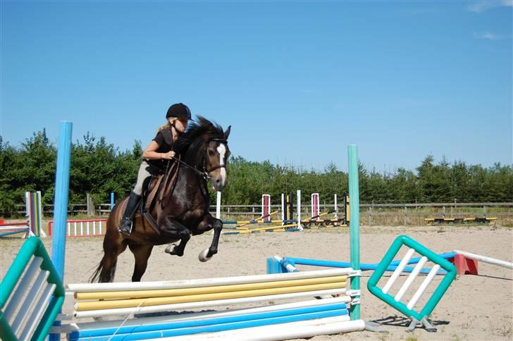 Welsh Pony (sec B) Lyngvejens Flicka(solgt) - jaa vi springer lidt billede 2