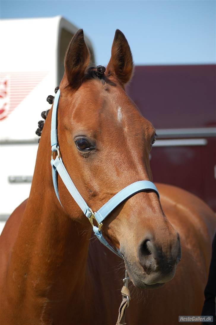 Anden særlig race Coma Estrello<3333 - Stævne  billede 6