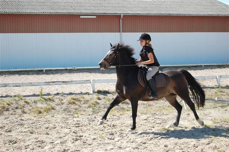 Welsh Pony (sec B) Lyngvejens Flicka(solgt) - ivrig pony .... billede 3