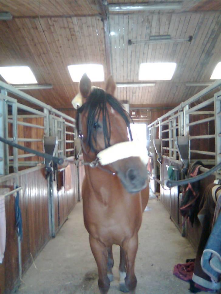 Anden særlig race Coma Estrello<3333 - Det andet sted hvor vi stod billede 9
