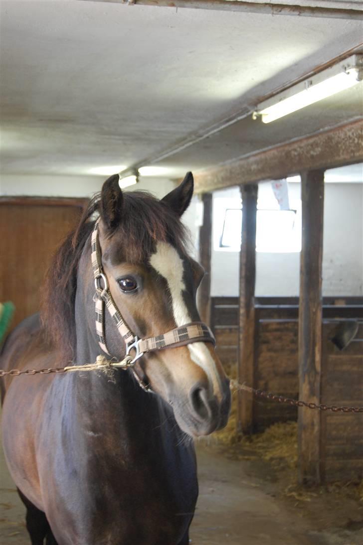 Welsh Pony (sec B) Lyngvejens Flicka(solgt) - hun err  bare smuk billede 4