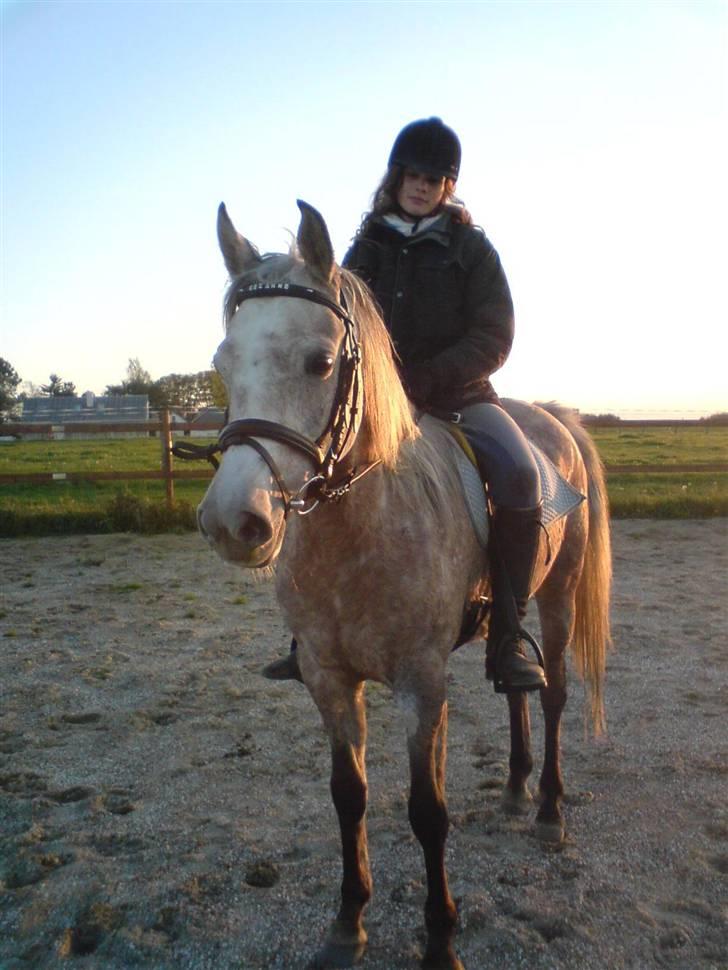 Arabisk fuldblod (OX) Cezanne OX  Solgt - Min elskede pony ! NYT * billede 10