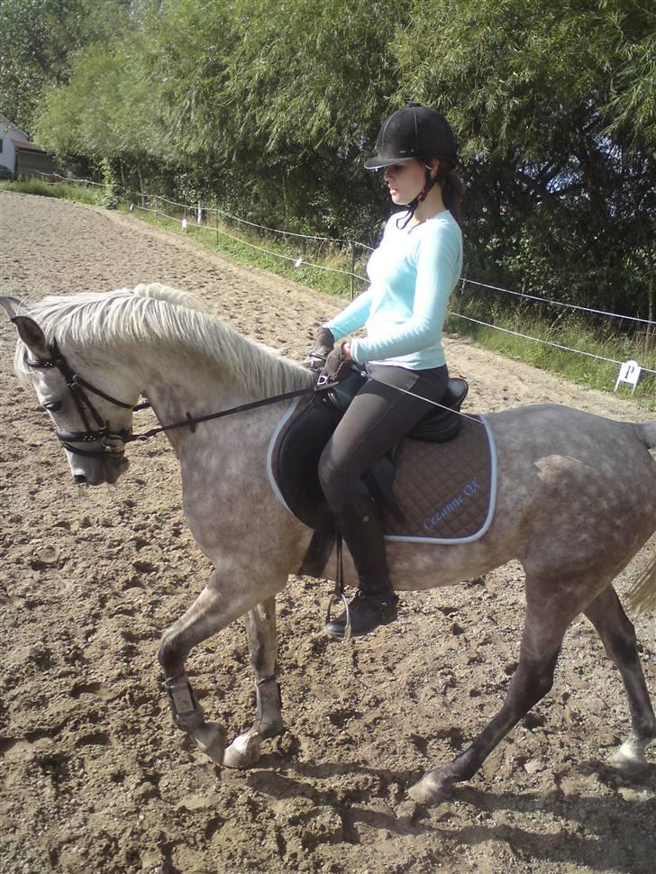 Arabisk fuldblod (OX) Cezanne OX  Solgt - Dressur d. 13-09-08  billede 11