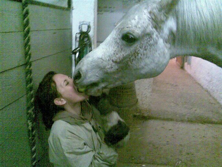 Arabisk fuldblod (OX) Cezanne OX  Solgt - Cezanne prøver, at stjæle mit æble Ö d. 17-12-08  billede 12