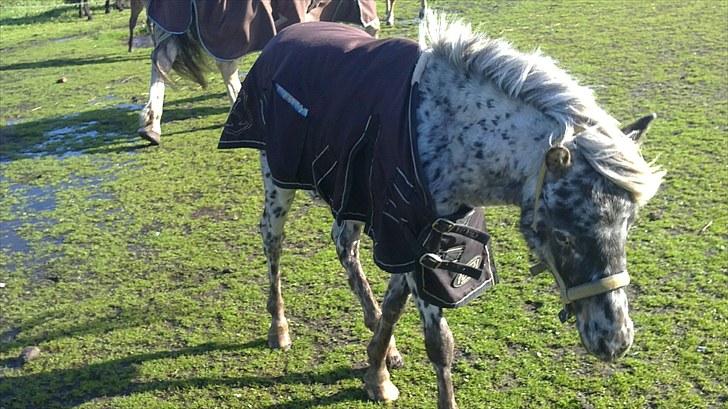 Knabstrupper vestergaard`s lucas (død) - lucas ca 15 min gammel billede 1