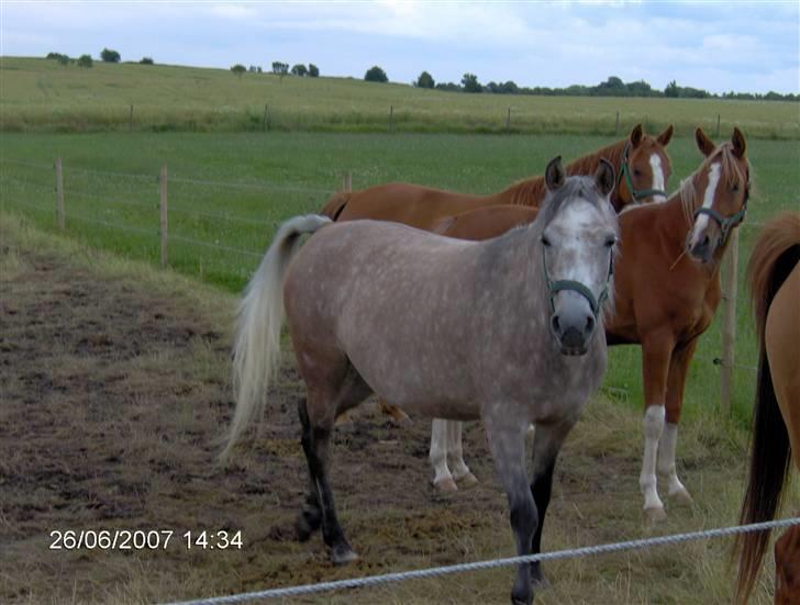 Arabisk fuldblod (OX) Cezanne OX  Solgt - Nåår min alting på fold ;b billede 13