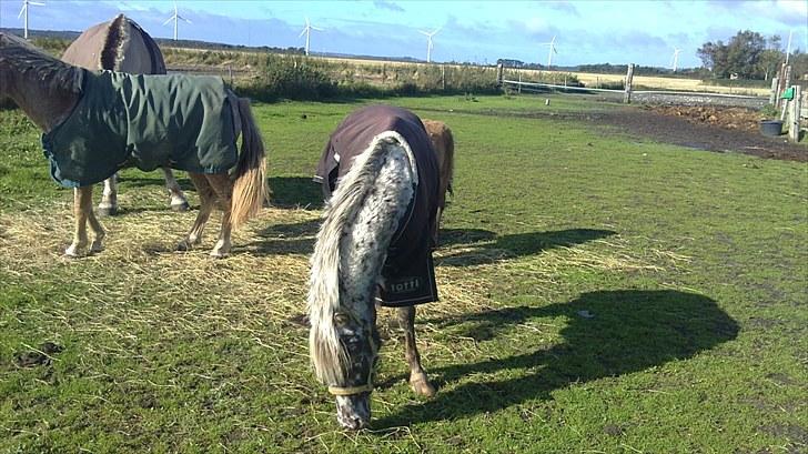 Knabstrupper vestergaard`s lucas (død) billede 2