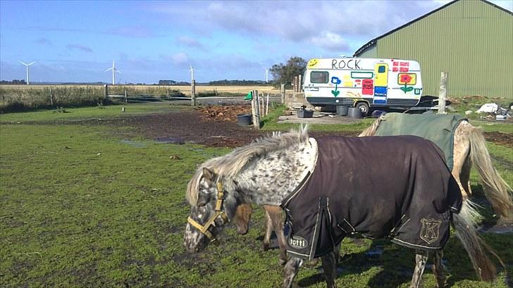 Knabstrupper vestergaard`s lucas (død) billede 3