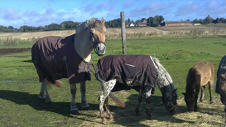 Knabstrupper vestergaard`s lucas (død) billede 4