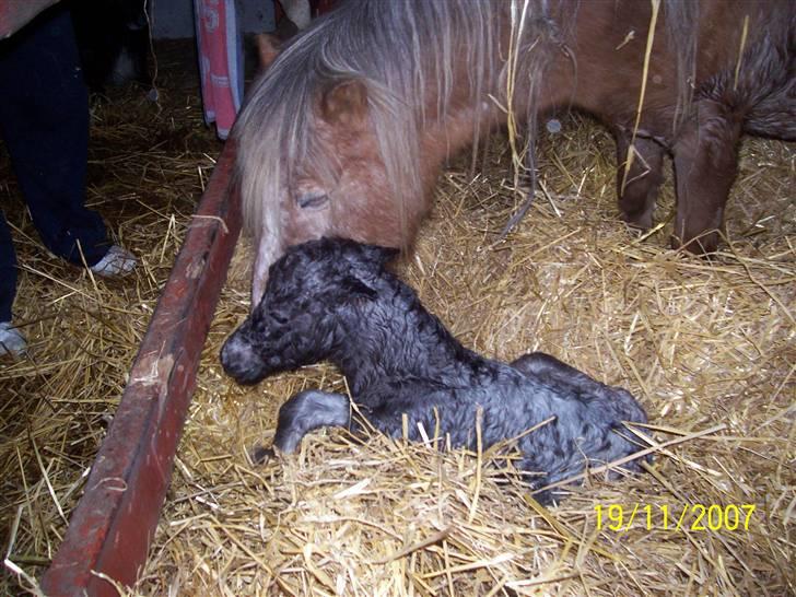 Knabstrupper vestergaard`s lucas (død) billede 5