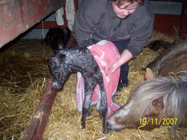 Knabstrupper vestergaard`s lucas (død) billede 6