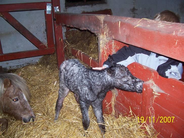 Knabstrupper vestergaard`s lucas (død) billede 7