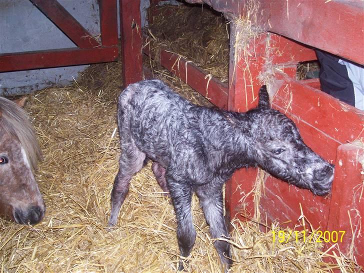 Knabstrupper vestergaard`s lucas (død) billede 8
