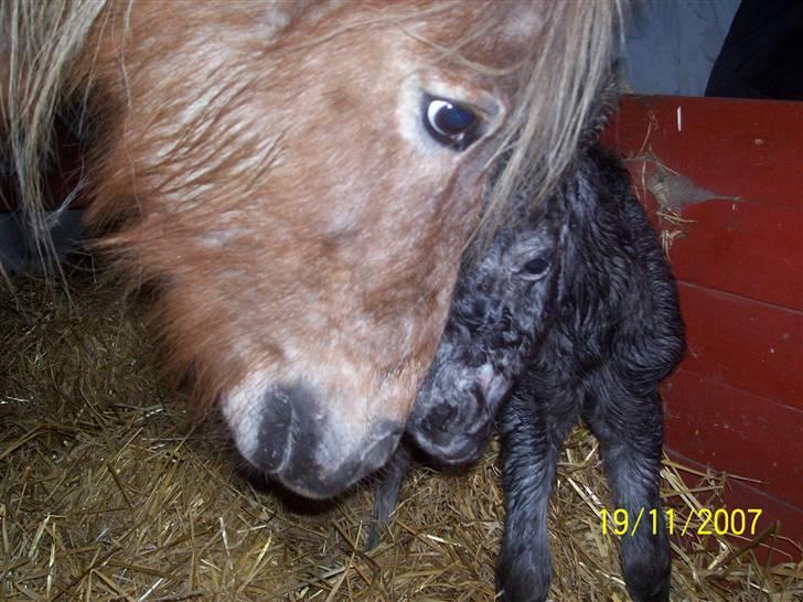 Knabstrupper vestergaard`s lucas (død) - hej mor billede 9