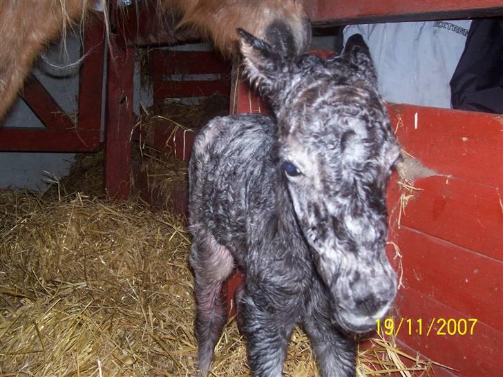 Knabstrupper vestergaard`s lucas (død) billede 10
