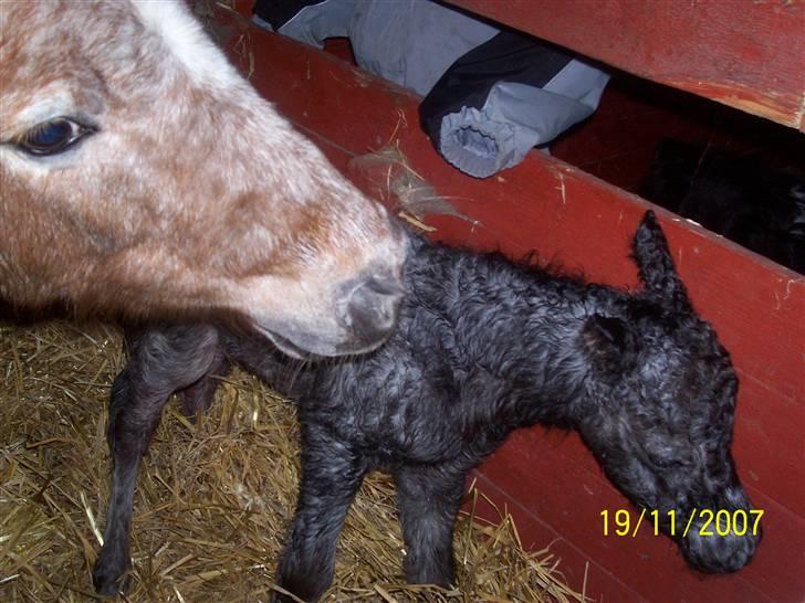Knabstrupper vestergaard`s lucas (død) billede 11