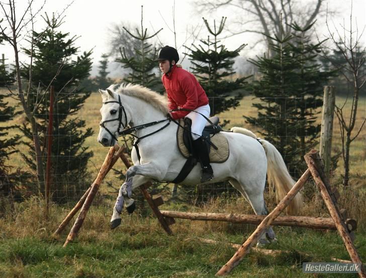 New Forest Feldholm's Pontius Solgt - Et spring fra jagten på langeland han var bar så super ..(O: Foto: Cecilie G billede 13