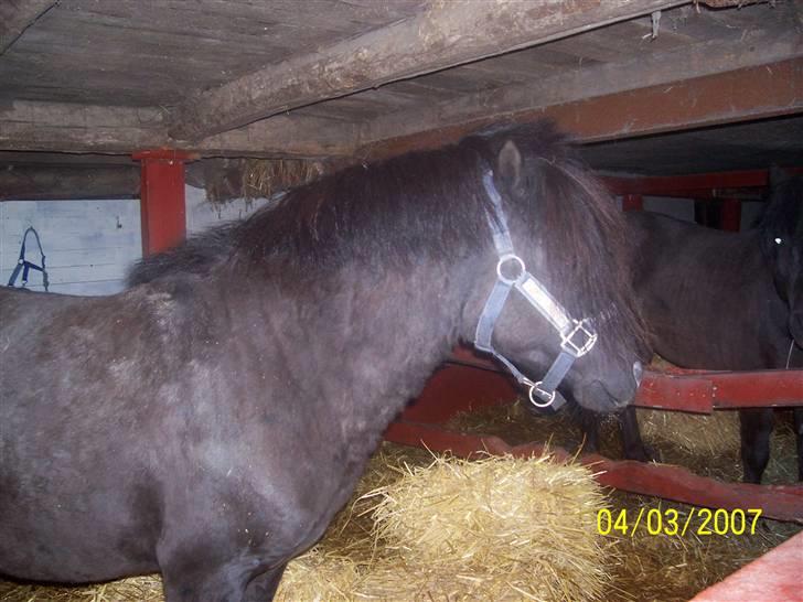 Knabstrupper sonny af mesballe (baby) (død) - lidt beskidt efter en dag på fold billede 1