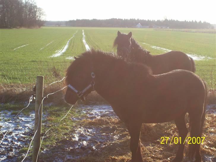 Knabstrupper sonny af mesballe (baby) (død) - på fold det er føl pøl i baggrunden billede 3