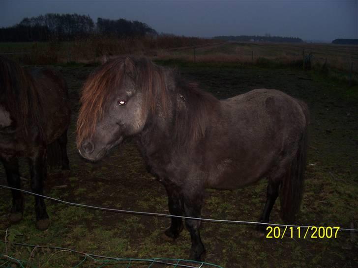 Knabstrupper sonny af mesballe (baby) (død) billede 6