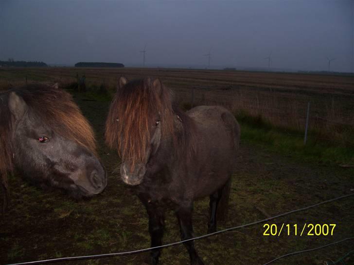 Knabstrupper sonny af mesballe (baby) (død) billede 7