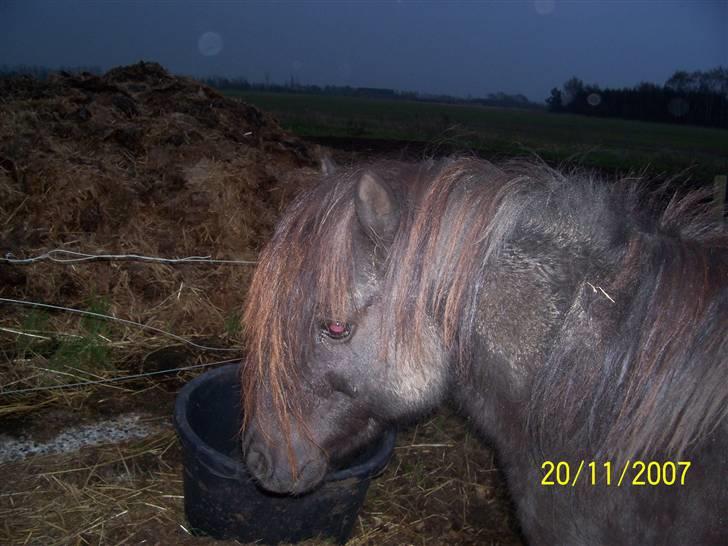 Knabstrupper sonny af mesballe (baby) (død) billede 8