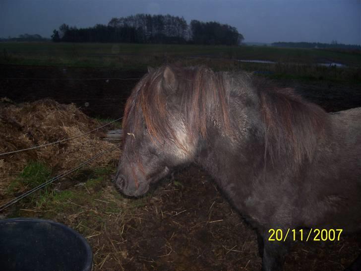 Knabstrupper sonny af mesballe (baby) (død) billede 10