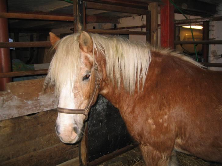 Tyroler Haflinger Lizette (RIP) - Altså hvor du tager billeder...jeg giiiiiiider ikke mere billede 6