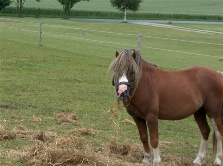 Welsh Mountain (sec A) Charlie*passer til tider* billede 16