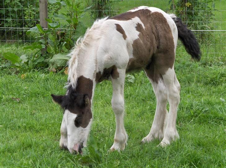 Irish Cob Møllens Mr. O'Sully*SOLGT - Sully på fold <3 billede 5