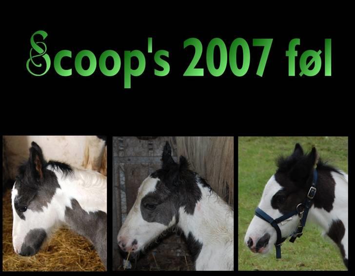 Irish Cob Møllens Mr. O'Sully*SOLGT - Scoops hingste føl 2007, ligner de ik hindanden? <3 billede 6